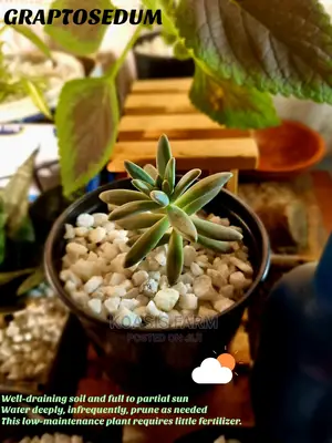 Graptosedum Baldi Succulent