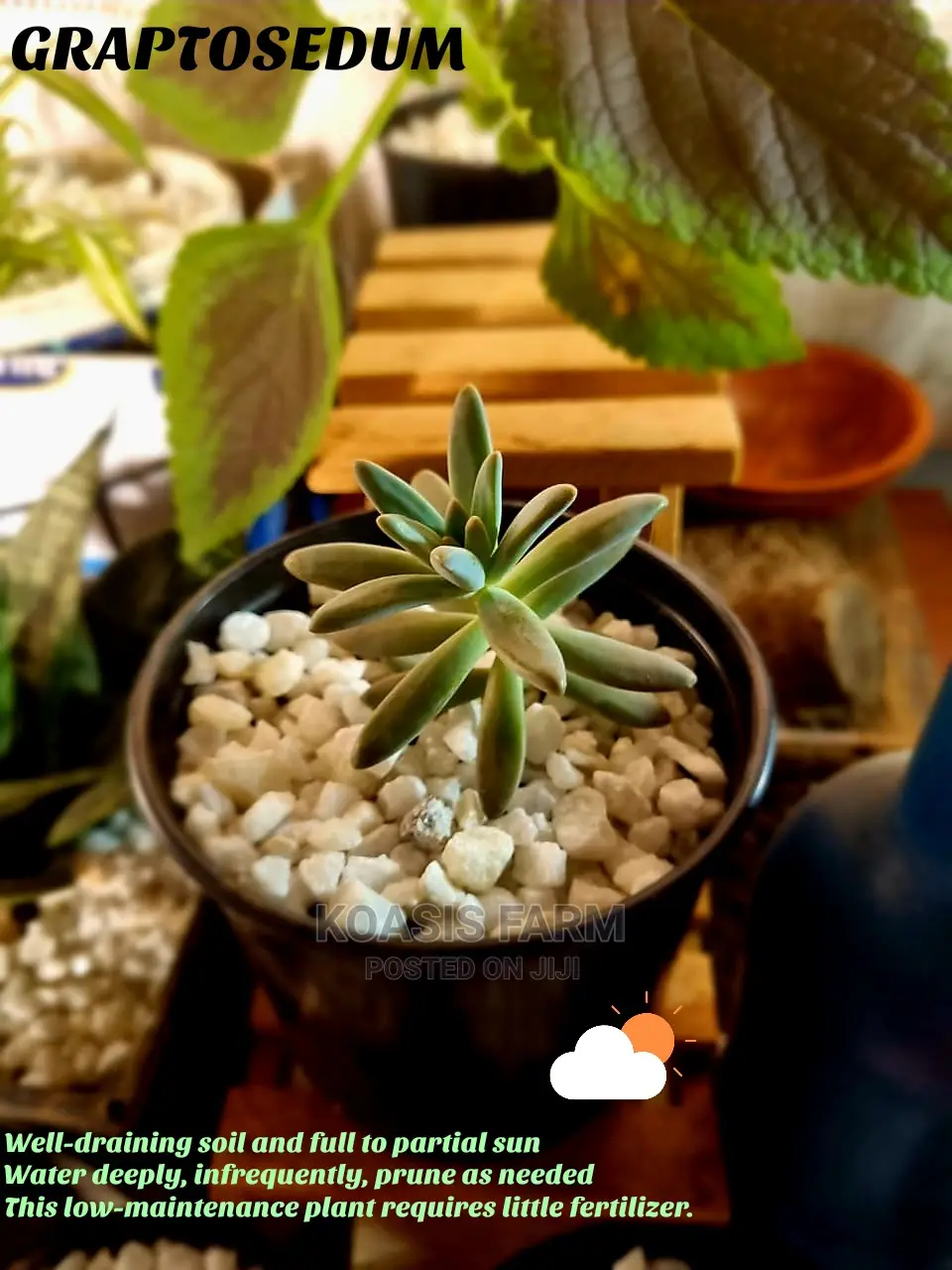Graptosedum Baldi Succulent
