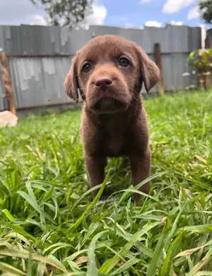 1-3 Months Female Purebred Labrador Retriever