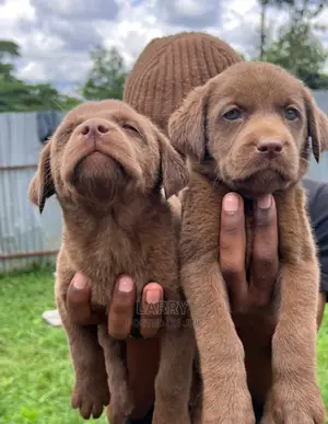 1-3 Months Male Purebred Labrador Retriever
