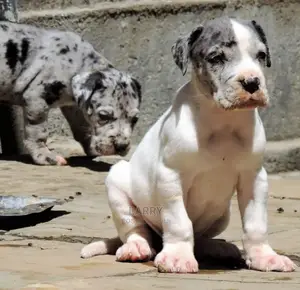 1-3 Months Male Purebred Great Dane