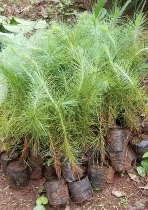 Pine Seedlings Available. Bunch of 100.