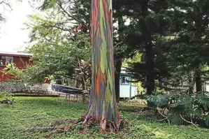 Rainbow Eucalyptus Seedlings for a Bunch of 100 .