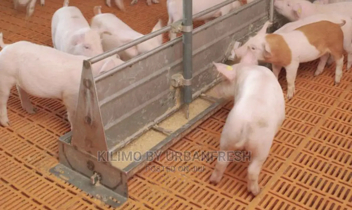Automatic Pig Feeder.