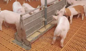 Automatic Pig Feeder.