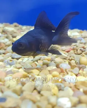 Black Moor Fish