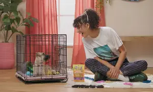 Dog Crates
