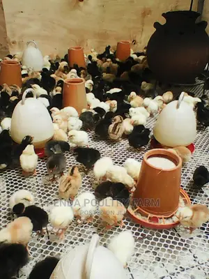 2 Weeks Old Kuroiler Chicks