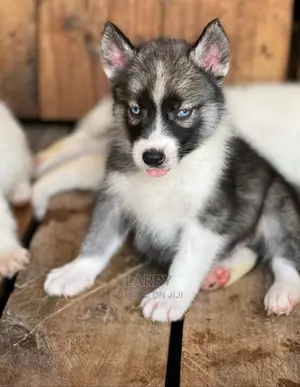 1-3 Months Female Purebred Siberian Husky