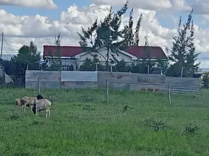 Plot at Kantafu Kwa Kuku