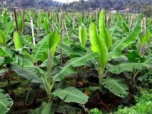 Tissue Culture Banana Seedlings
