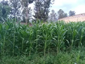50 by 100 Plot at Kamahuha