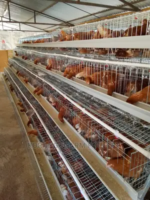 Battery Cages 128 Birds