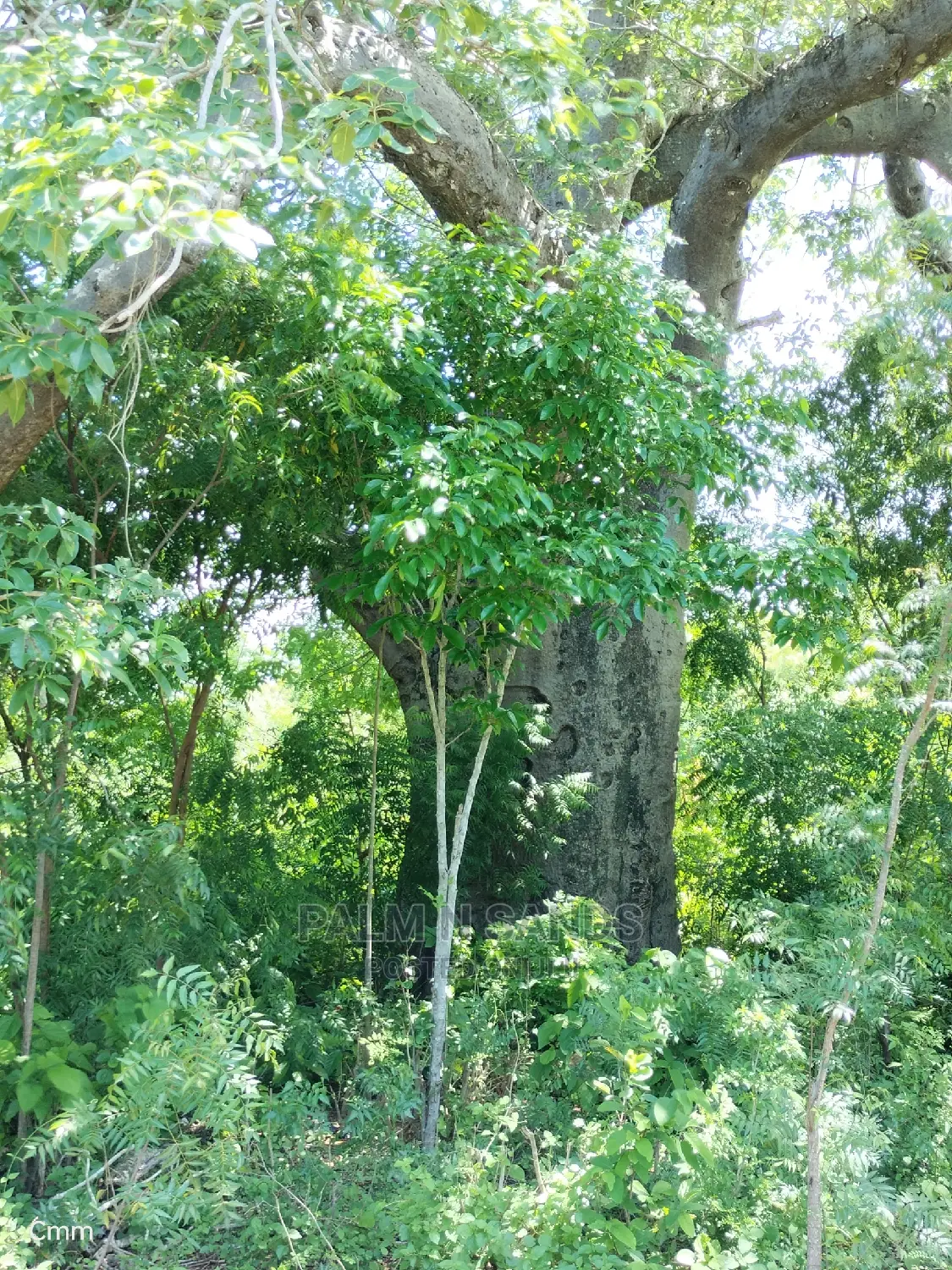 Diani Half Acre Prime Plot