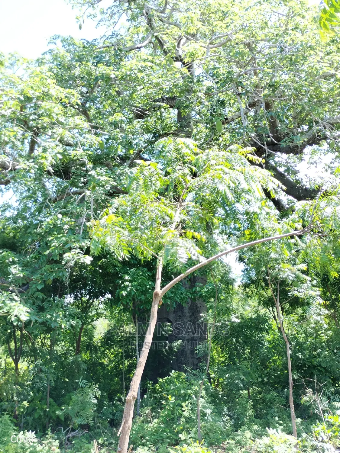 Diani Half Acre Prime Plot