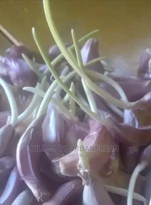 Garlic Cloves Seedlings. Rwanda / Rhino / Moyale. Moq 5kg