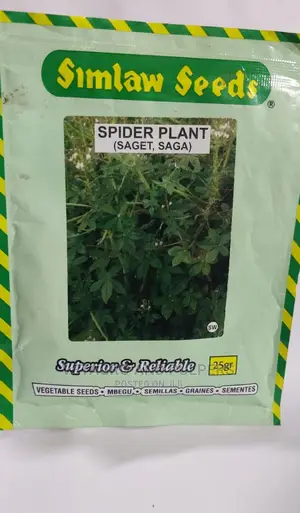 Spider Plant (Saget, Saga) Seeds