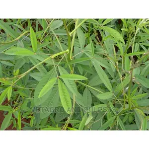 Clotolaria (Miro, Mito) Seeds