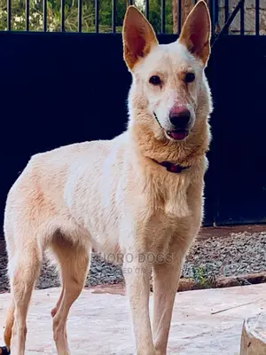 Dog Training Services