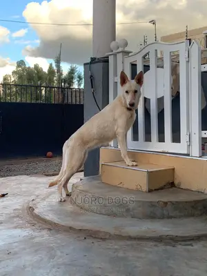 Dog Training Services