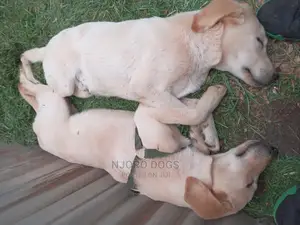 Dog Training Services