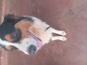 Dog Training Services