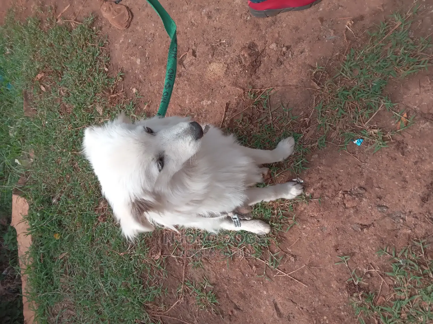 Dog Training Services