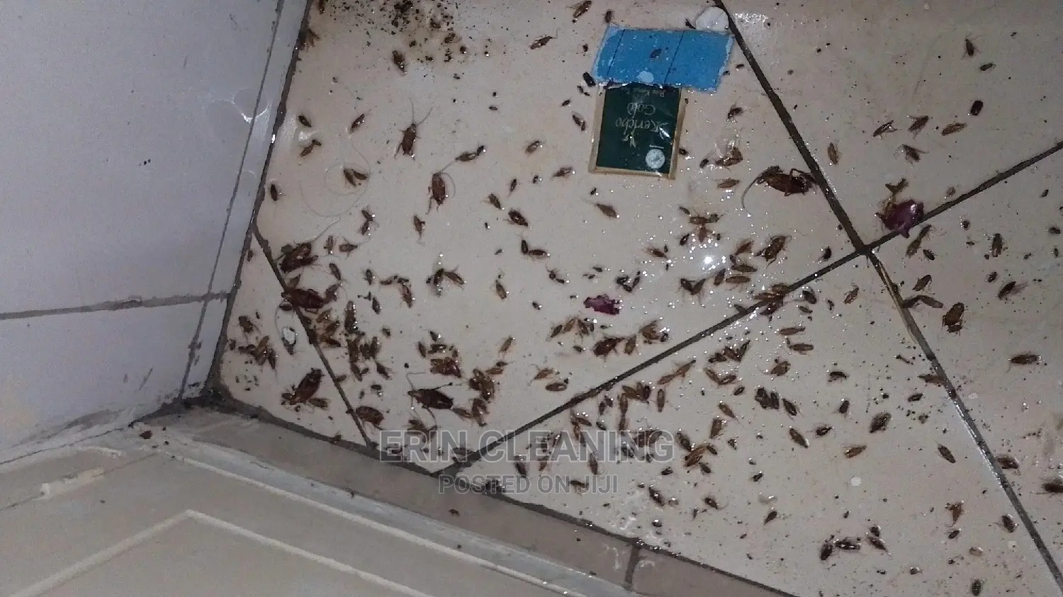 Fumigation in Cleaning Services
