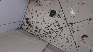 Professional Fumigation Services