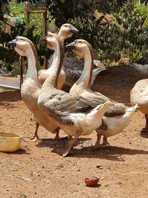African Geese