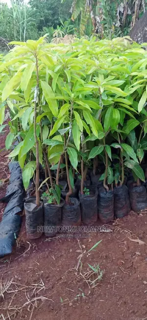 Apple Mango Grafted Seedlings