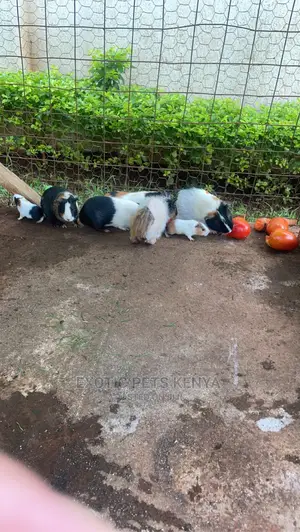 Guniea Pigs