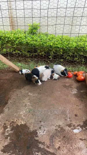 Guniea Pigs