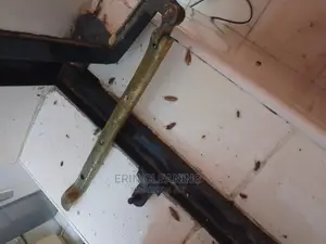 Pest Services of Bedbugs and Cockroaches