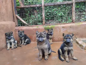 1-3 Months Male Purebred German Shepherd