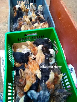 One Month Old Improved Kienyeji Chicks Machakos