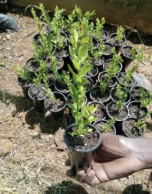 Sandalwood Tree Seedlings. Moq 5