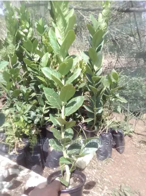 Olive Tree Seedlings Available Moq 5
