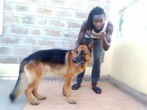 Dog Training