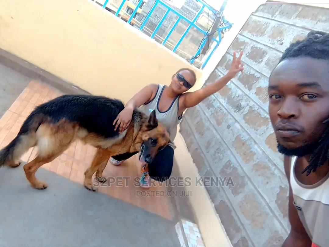 Dog Training