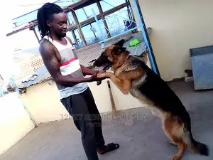 Dog Training