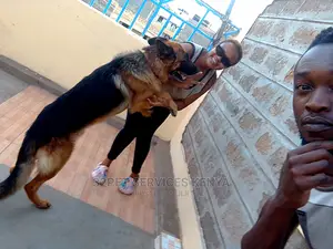 Dog Training