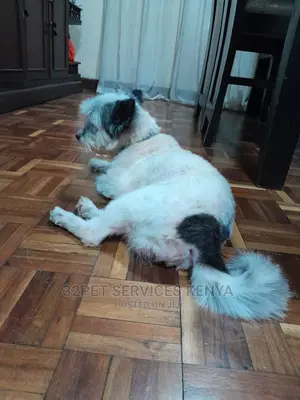Dog Vaccination Services in Nairobi.