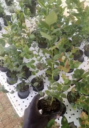 Blue Berries Seedlings. Moq 5.
