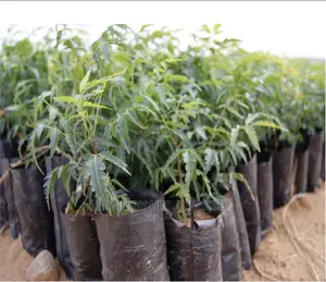 Neem Tree Seedlings