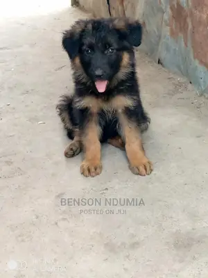 1-3 months Female Purebred German Shepherd