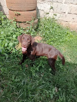 1+ Year Female Purebred Labrador Retriever