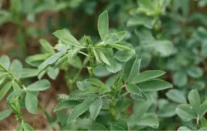 Lucern / Alfafa Grass Seeds 1 Kg