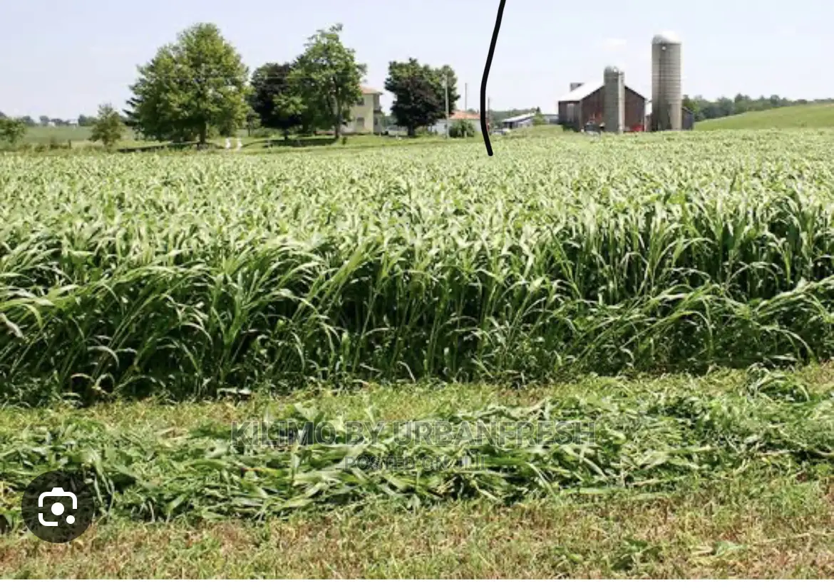 Sudan Grass Fodder Seed 1 Kg
