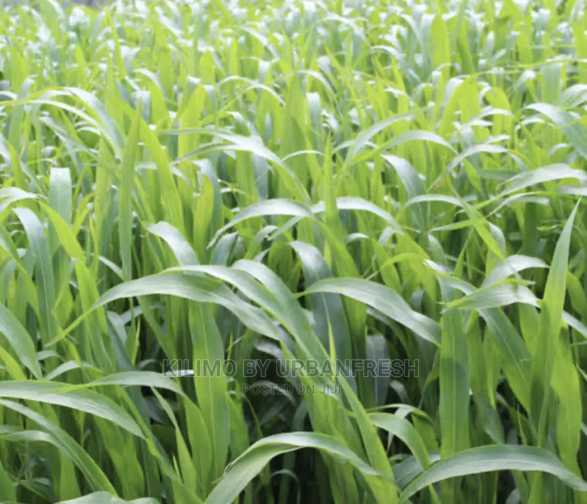 Sudan Grass Fodder Seed 1 Kg